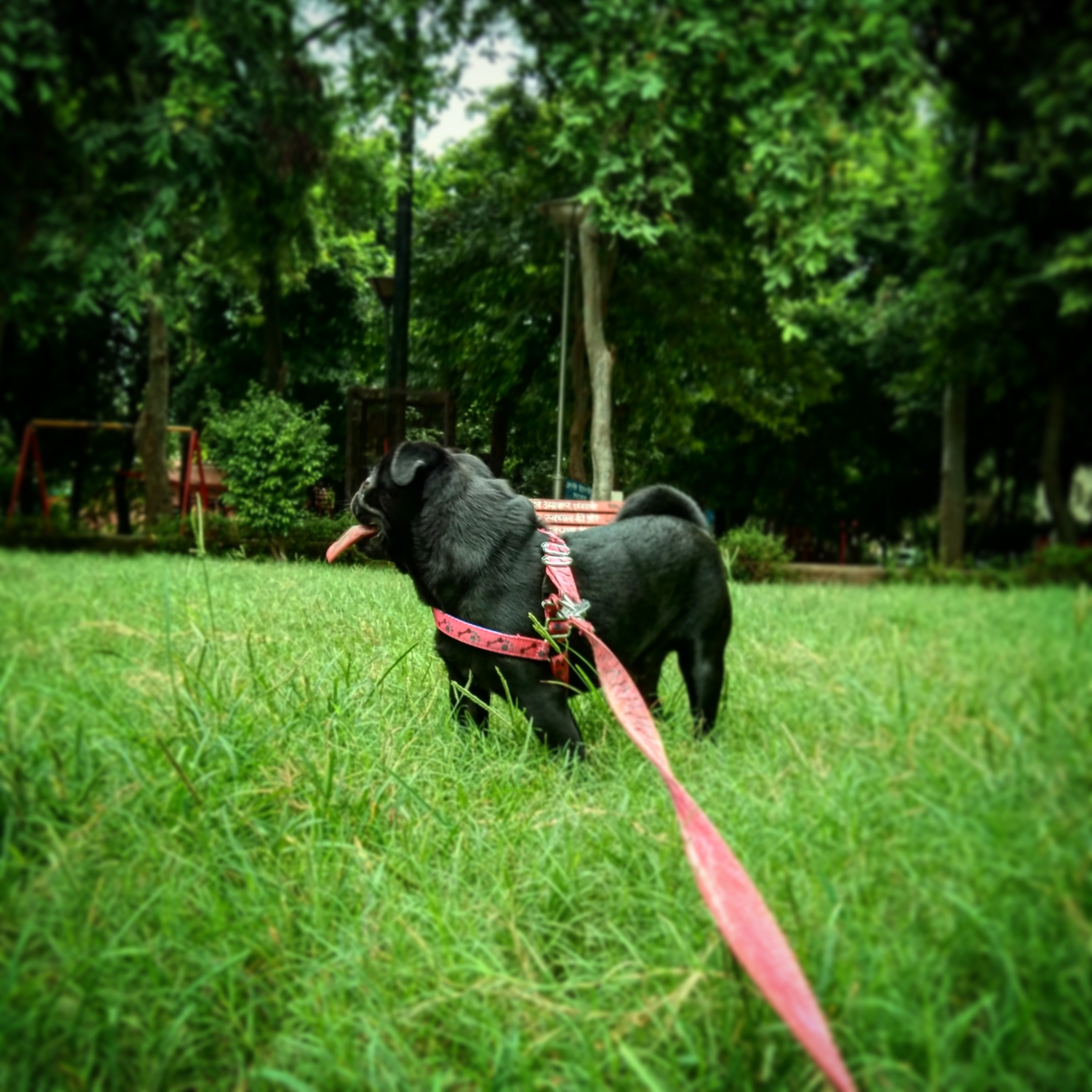 dog-profile